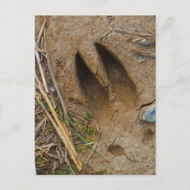 Cartão Postal pista dos veados (Frente)