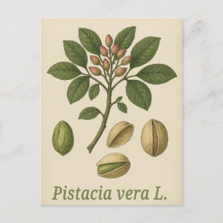 Cartão postal Pistachio vera