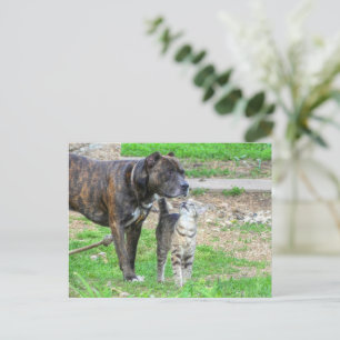 Cartão Postal Pit Bull e Cat