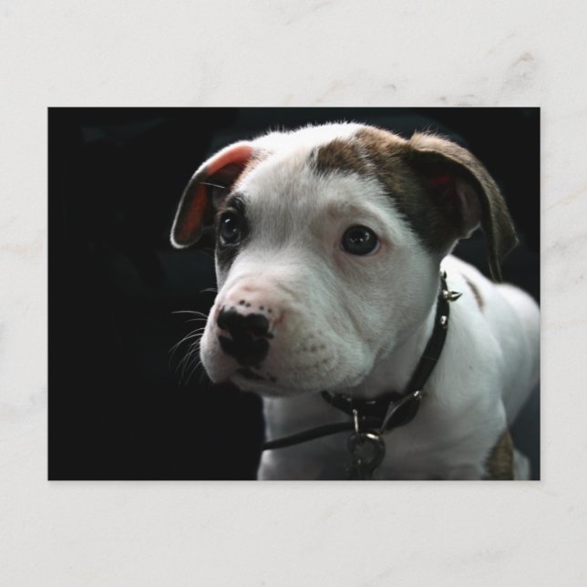 Cartão Postal Pit Bull T-Bone (Frente)