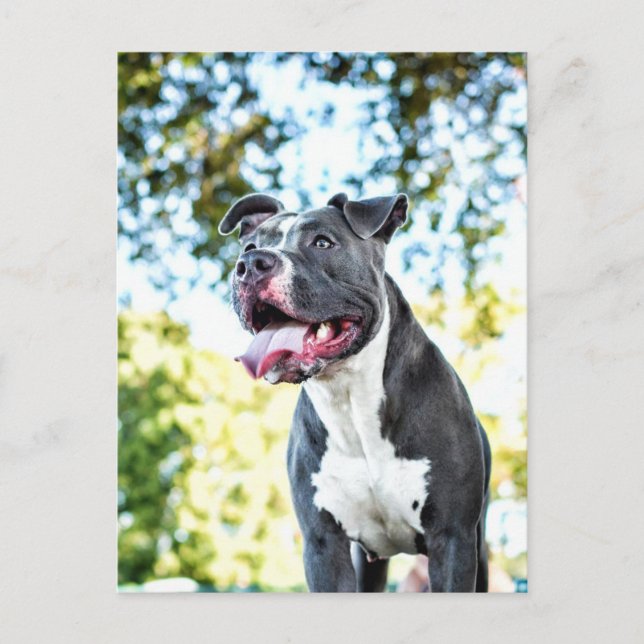 Cartão Postal Pitbull (Frente)