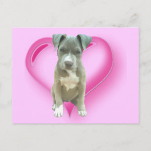 Cartão postal Pitbull