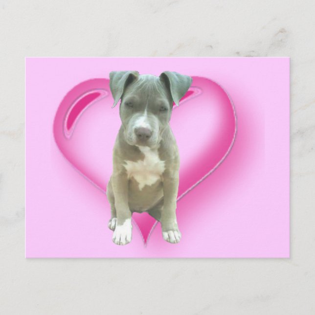 Cartão postal Pitbull (Frente)