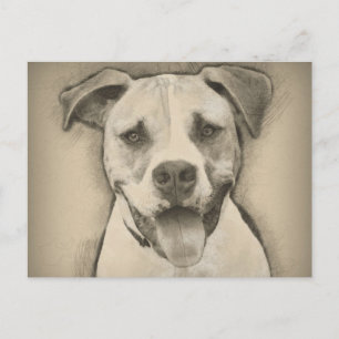 Cartão Postal Pitbull - Retrato de Sketch para o Bulldog America