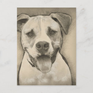 Cartão Postal Pitbull - Retrato de Sketch para o Bulldog America