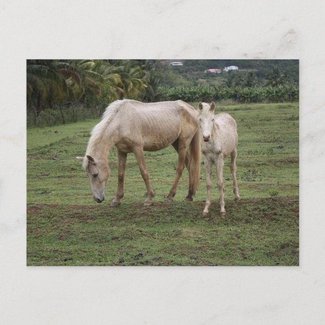 Cartão Postal Pitões2 (Frente)