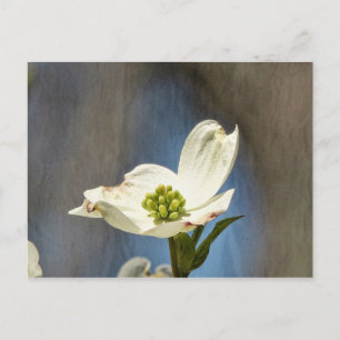 Cartão Postal Placa Bloom White Dogwood