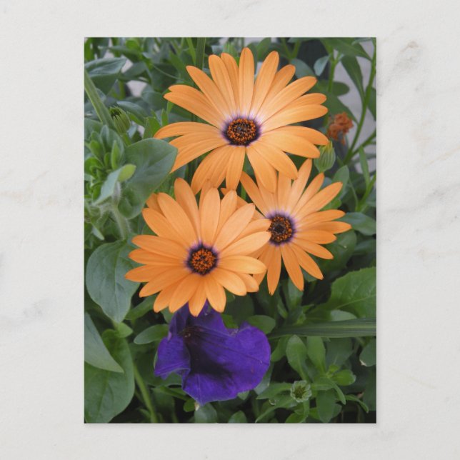 Cartão Postal Placa de Flores de Mola (Frente)