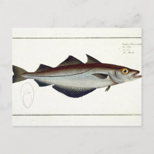 Cartão Postal Placa de Pollack (Pollachius pollachius) LXVIII, d