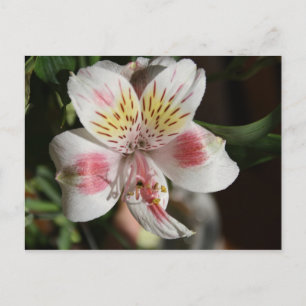 Cartão Postal Placa de Posto Alstroemeria Branca/Rosa