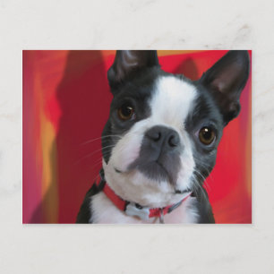 Cartão Postal Placa de Posto Boston Terrier