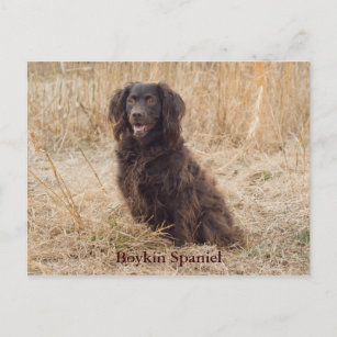 Cartão Postal Placa de Posto Boykin Spaniel