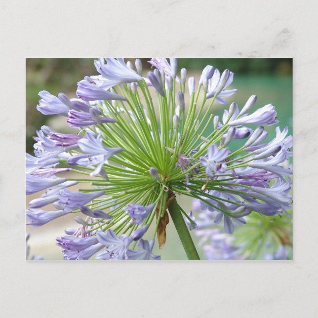 Cartão Postal Placa de Posto da ventoinha (Frente)