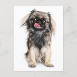 Cartão Postal Placa de Posto de Cão-Vazio Puppy Pekingese