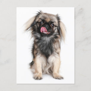 Cartão Postal Placa de Posto de Cão-Vazio Puppy Pekingese
