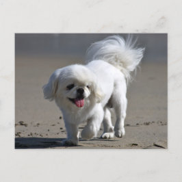 Cartão Postal Placa de Posto de Cão-Vazio Puppy Pekingese