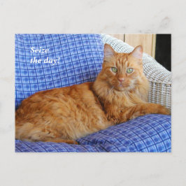 Cartão Postal Placa de Posto de Gato de Descolhimento