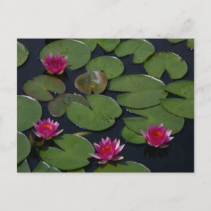 Cartão Postal Placa de Posto de Lírios de Água Lótus Rosa
