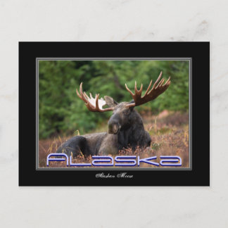 Cartão Postal Placa de Posto do Alaska Moose