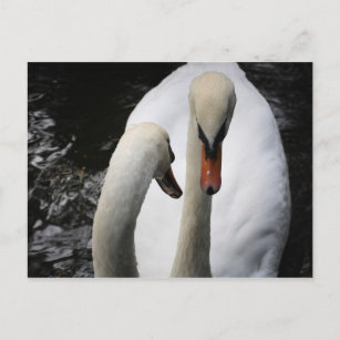 Cartão Postal Placa de Posto do Casal de Cisnes