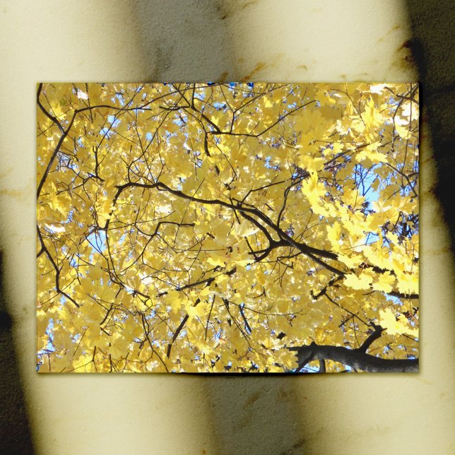 Cartão Postal Placa de Posto do Ouro Canopy (Criador carregado)