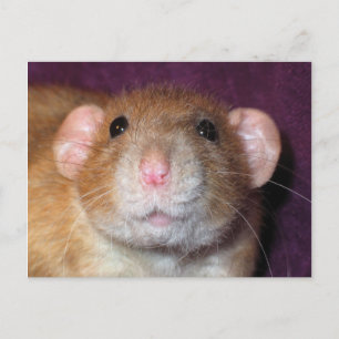 Cartão Postal Placa de Posto Dumbo Rat