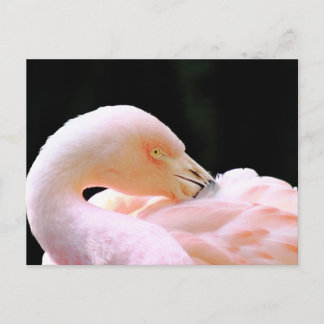 Cartão Postal Placa de Posto Flamingo