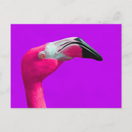 Cartão Postal Placa de Posto Flamingo Rosa, Fundo Puro