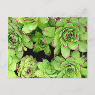 Cartão Postal Placa de Posto Galinhas e Galinhas