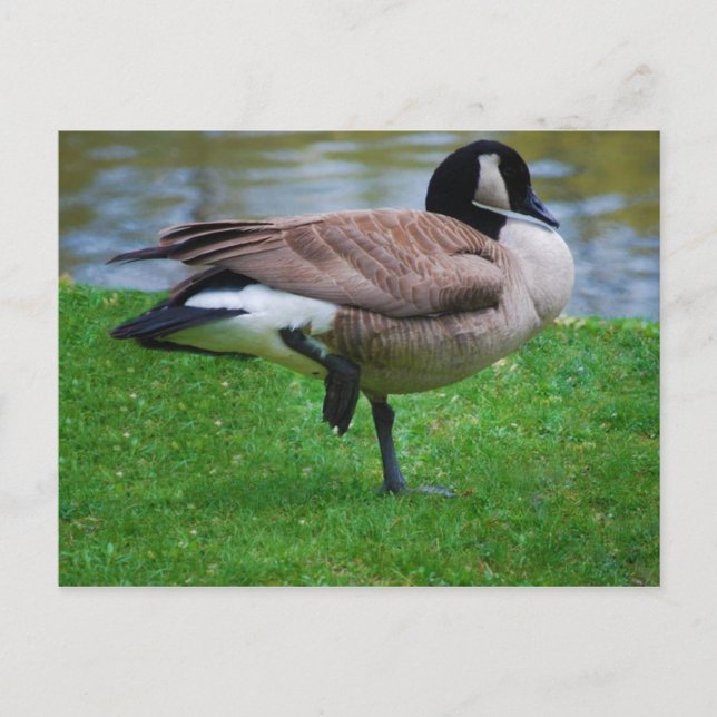 Cartão Postal Placa de Posto Goose (Frente)