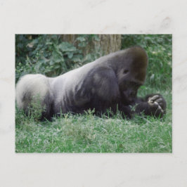 Cartão Postal Placa de Posto Gorilla de Oração
