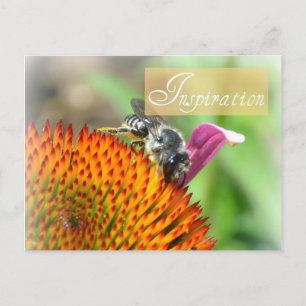 Cartão Postal Placa de Posto Inspiron Echinacea e Bee