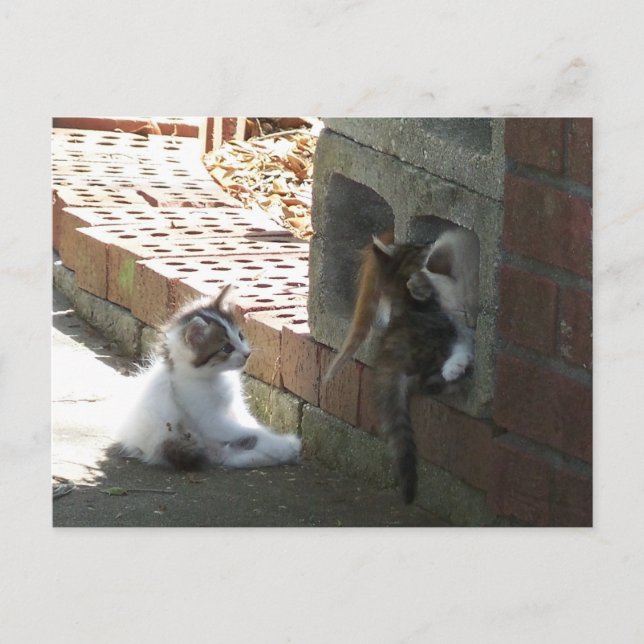 Cartão Postal Placa de Posto Kittens 050 (Frente)