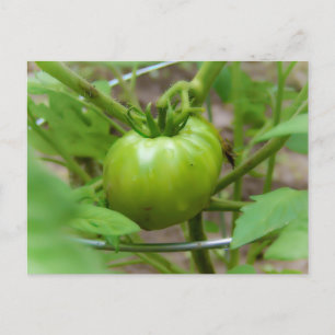 Cartão Postal Placa de Posto para Tomates Verdes em Casa