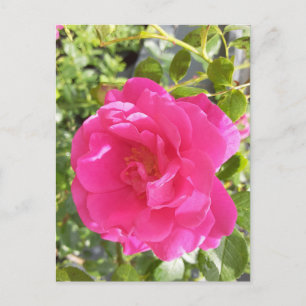 Cartão Postal Placa de Posto Rosa Rosa Rosa Rosa Rosa Rosa Rosa