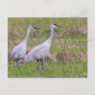 Cartão Postal Placa de Posto Sand Hill Crane