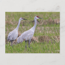 Cartão Postal Placa de Posto Sand Hill Crane