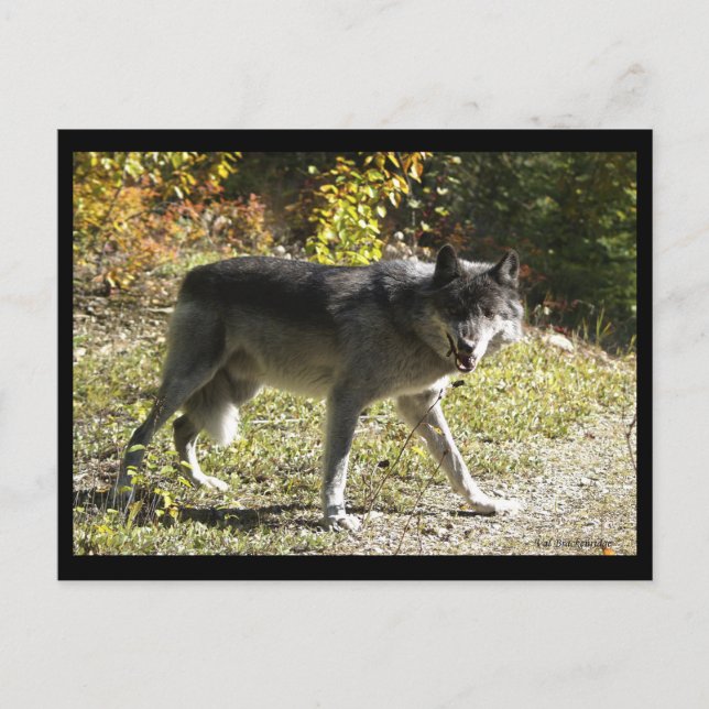 Cartão Postal Placa de Posto "Teething" (Frente)