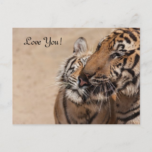 Cartão Postal Placa de posto - Tigres - Tiger Temple Thailand (Frente)