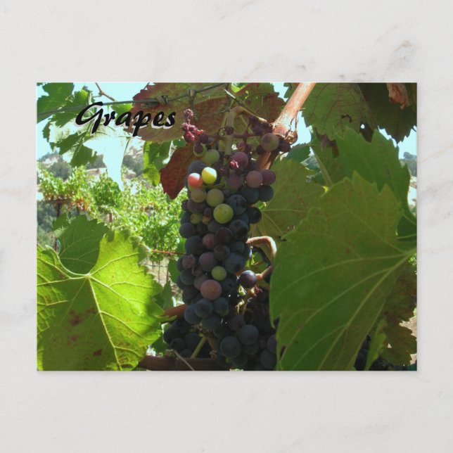 Cartão Postal Placa de receita - Uvas na vinha (Frente)