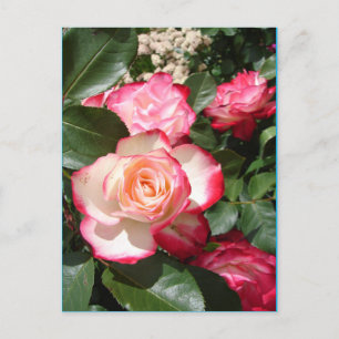 Cartão Postal Placa de Rosa Floral de Flor Rosa Vermelho e Branc