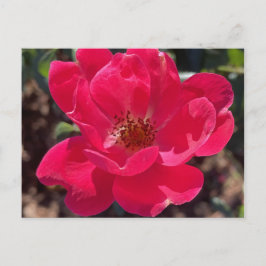 Cartão Postal placa floral vermelha greyforaday