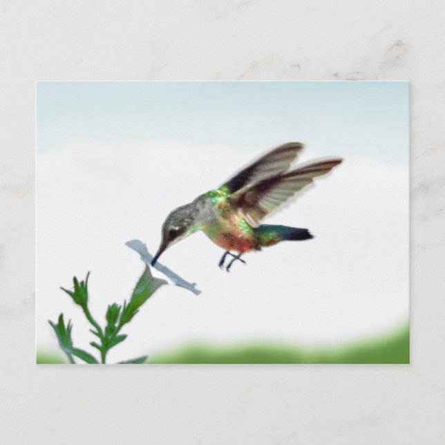 Cartão Postal Placa Hummingbird (Frente)