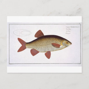 Cartão Postal Placa I de carpa vermelha (Cyprinus Erithrophthalm