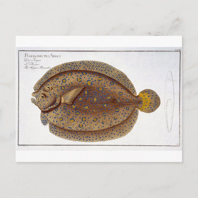 Cartão Postal Placa Lounder Argus (Pleuronectes Argus) XLVI (Frente)