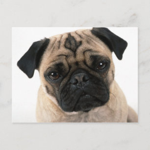 Cartão Postal placa posta pug