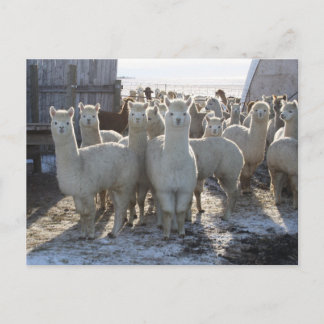 Cartão Postal Placa Postada Alpaca