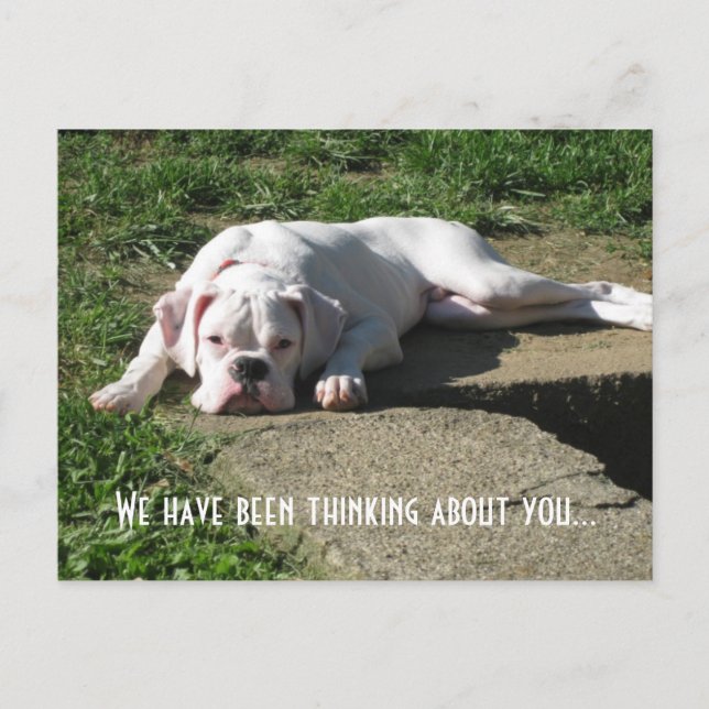 Cartão Postal Placa Postada Boxer (Frente)