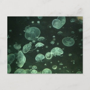 Cartão Postal Placa Postada de água-viva