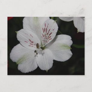 Cartão Postal Placa Postada de Alstroemeria Branca